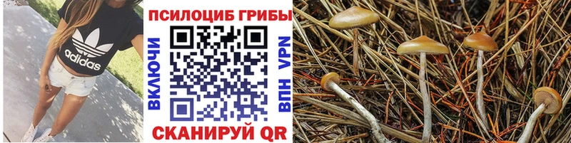 Псилоцибиновые грибы мицелий  Сясьстрой 